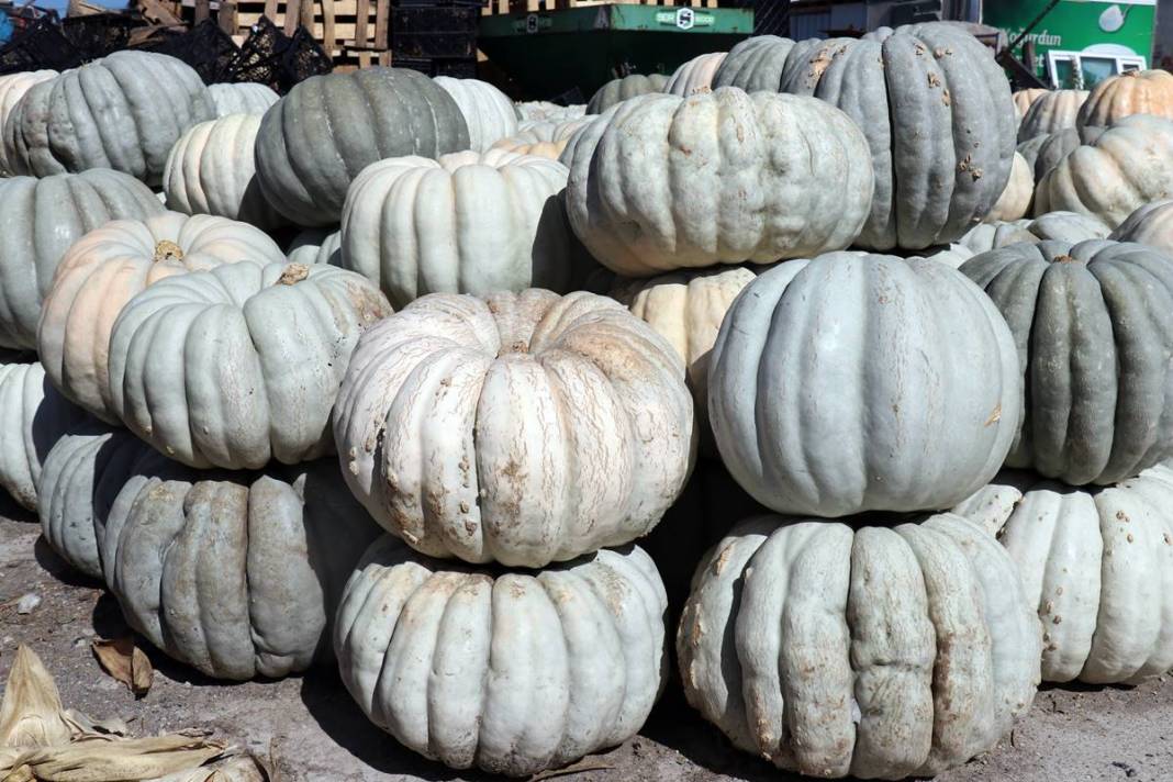 O ilimizde yetişiyor: Almanlar ve İtalyanlar kapış kapış alıyor! Çorba, lokum, marmelat, reçel yapılıyor 8